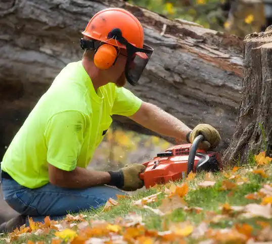 tree services East Hills